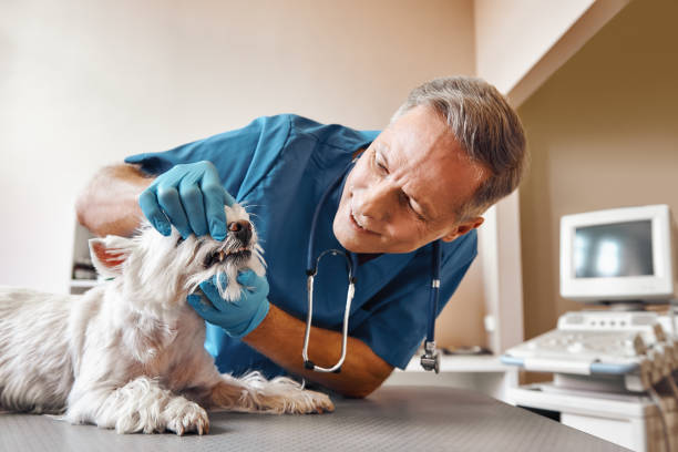Best Emergency Dental Care for Sports Injuries in Winfield, TN